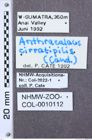 Etiketten zu Aeolus amabilis (NHMW-ZOO-COL-0010112)